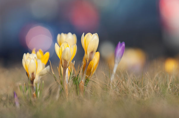 Krokusse (Crocus indet.) - Bild 003 - Foto: Regine Schadach - Canon EOS 5D Mark II Sigma 150mm f/2.8 Macro