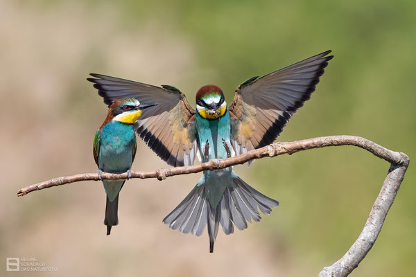 Bienenfresser (Merops apiaster) Bild 003 - Foto: Regine Schadach -  Canon EOS R5 - Canon RF 100-500mm F4.5-7.1 L IS 