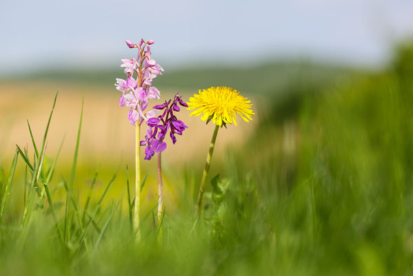 Stattliches Knabenkraut (Orchis mascula) - Bild 005 - Foto: Regine Schadach