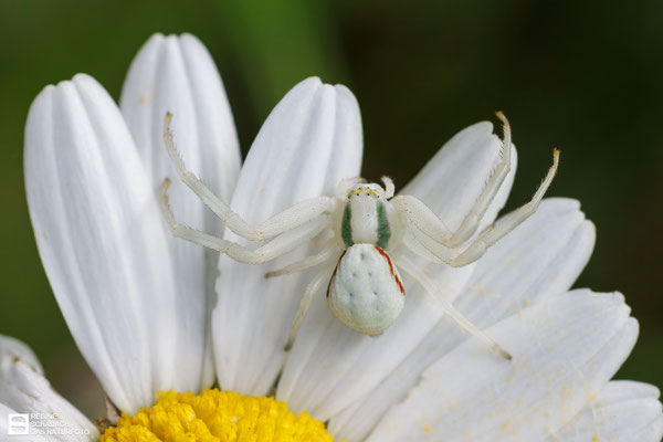 Veränderliche Krabbenspinne (Misumena vatia) 