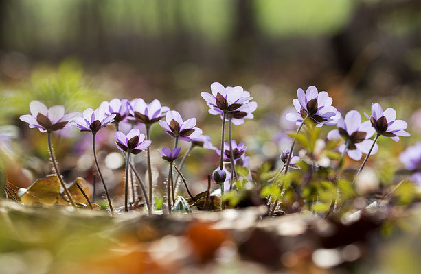 Leberblümchen (Hepatica nobilis) Bild 003 Foto: Regine Schadach