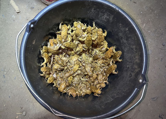 Die Sammeleimer waren oft gut gefüllt mit Erdkröten