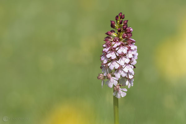  Purpur-Knabenkraut (Orchis purpurea) Bild 014 - Foto: Regine Schadach - Olympus OM-D E-M1 Mark II - M.ZUIKO DIGITAL ED 40‑150mm 1:2.8 PRO 