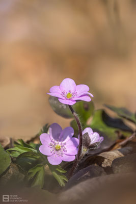 Leberblümchen (Hepatica nobilis) rosarote Farbvariante