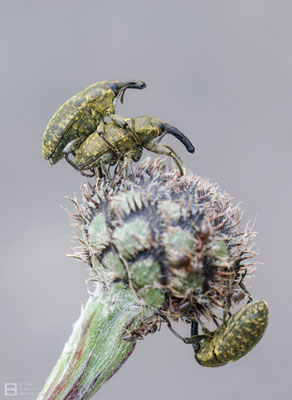 Großer Distelrüssler (Larinus sturnus) bei der Paarung - ca. 10 mm groß