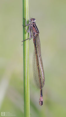 Große Pechlibelle (Ischnura elegans) - aus der Jugendform, forma infuscans-obsoleta hervorgegangen - Weibchen