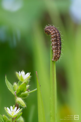 Gelbbraune Staubeule (Hoplodrina octogenaria) - halberwachsene Raupe Bild 001 -  Foto: Regine Schadach - Olympus OM-D E-M1 Mark I I - M.ZUIKO DIGITAL ED 60mm 1:2.8 Macro 