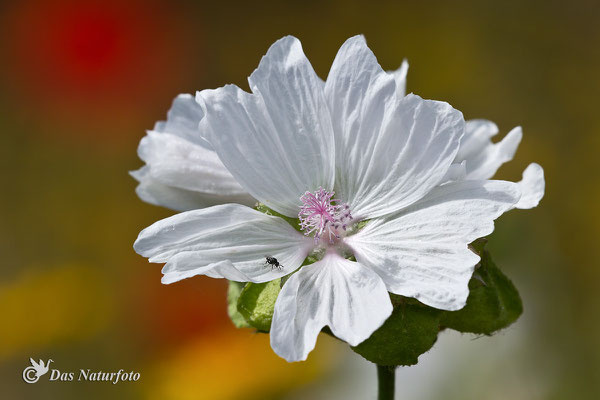 Moschus-Malve (Malva moschata) Bild 001 Foto: Regine Schadach