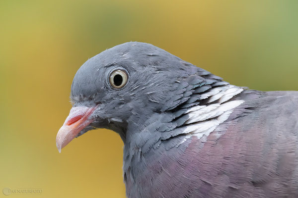 Ringeltaube (Columba palumbus) hat Schockmauser  Bild 005 - Foto: Regine Schadach - Olympus OM-D E-M1 Mark II - M.ZUIKO DIGITAL ED 300mm F4.0 IS PRO - MC 1,4 Telekonverter