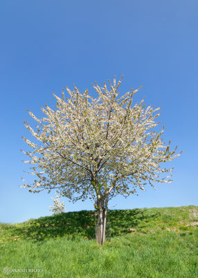 Der Kirschbaum - Foto: Regine Schadach - Olympus OM-D E-M1 Mark II - M.ZUIKO DIGITAL ED 7-14mm 2.8 PRO