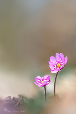 Leberblümchen (Hepatica nobilis) Bild 012 Foto: Regine Schadach - Olympus OM-D E-M5 Mark II - M.ZUIKO DIGITAL ED 40‑150mm 1:2.8 PRO 