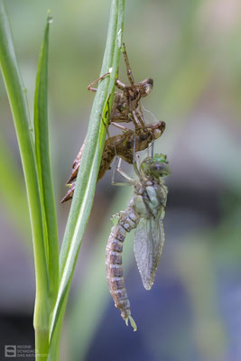 Schlupf - Blaugrüne Mosaikjungfer (Aeshna cyanea) 