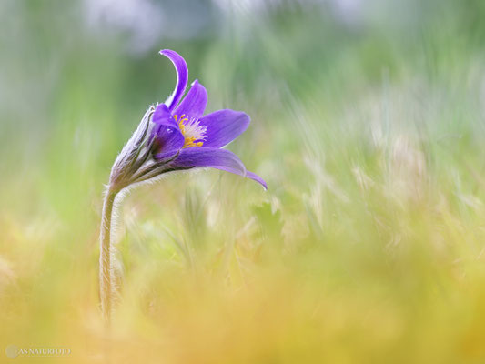 Gewöhnliche Kuhschelle (Pulsatilla vulgaris) Bild 034 - Foto: Regine Schadach - Olympus OM-D E-M1 Mark II - M.ZUIKO DIGITAL ED 60mm 1:2.8 Macro 