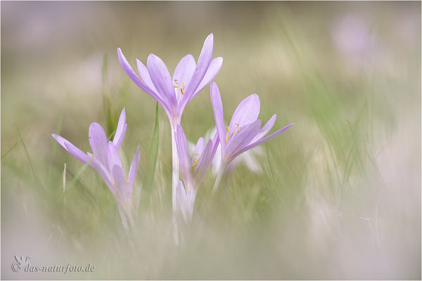 Herbst-Zeitlose (Colchicum autumnale) - Bild 003 - Foto: Regine Schadach -  Canon EOS 5D Mark III Sigma 150mm f/2.8 Macro