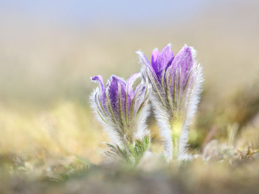 Gewöhnliche Kuhschelle (Pulsatilla vulgaris) Bild 004 Foto: Regine Schadach - Canon EOS 5D Mark III Sigma 150mm f/2.8 Macro
