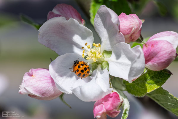 Asiatischer Marienkäfer (Harmonia axyridis) 