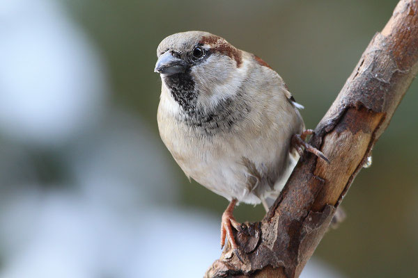 Haussperling (Passer domesticus) - Bild 003 - Foto: Regine Schadach