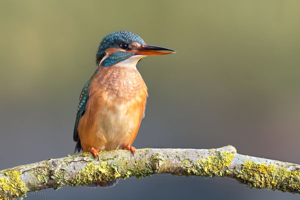 Eisvogel (Alcedo atthis) Bild 021 Foto: Regine Schadach - Olympus OM-D E-M1 Mark II - M.ZUIKO DIGITAL ED 300mm F4.0 IS PRO