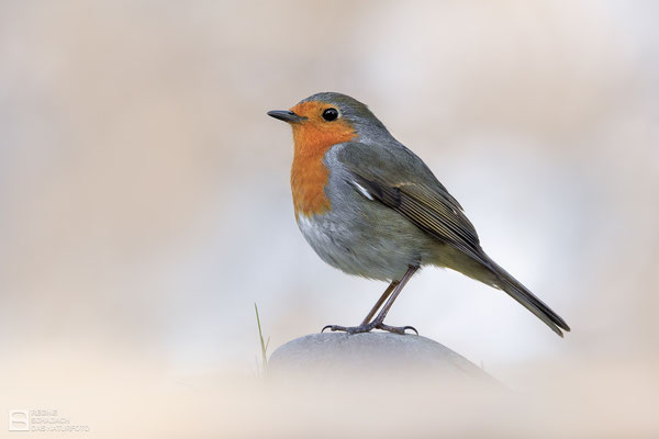 Rotkehlchen (Erithacus rubecula) 