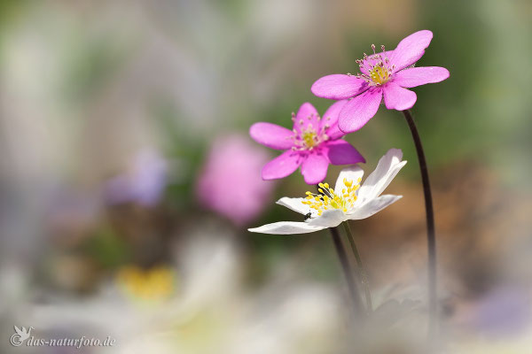 Leberblümchen (Hepatica nobilis) Bild 013 Foto: Regine Schadach - Olympus OM-D E-M5 Mark II - M.ZUIKO DIGITAL ED 40‑150mm 1:2.8 PRO 