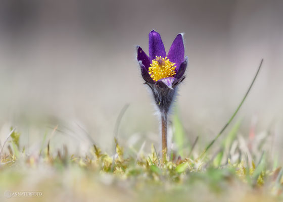 Gewöhnliche Kuhschelle (Pulsatilla vulgaris) Bild 033 - Foto: Regine Schadach - Olympus OM-D E-M1 Mark II - M.ZUIKO DIGITAL ED 40‑150mm 1:2.8 PRO 