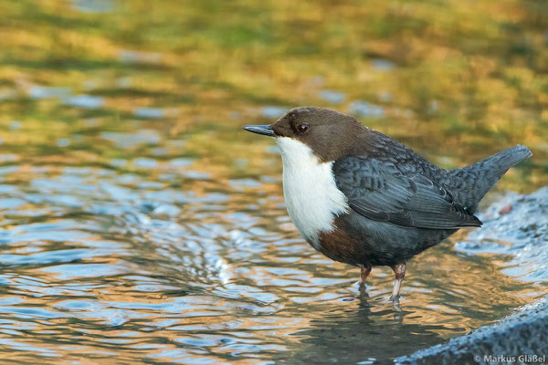 Wasseramsel (Cinclus cinclus) Bild 333 Foto: Markus Gläßel