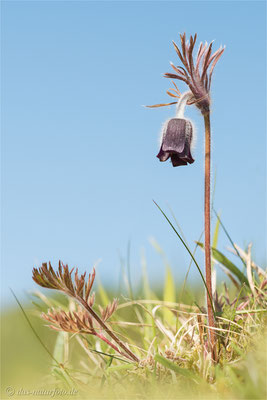 Dunkle Wiesen-Kuhschelle (Pulsatilla pratensis subsp. nigricans) Bild 006 Foto: Regine Schadach - Olympus OM-D E-M5 Mark II - M.ZUIKO DIGITAL ED 60mm 1:2.8 Macro 