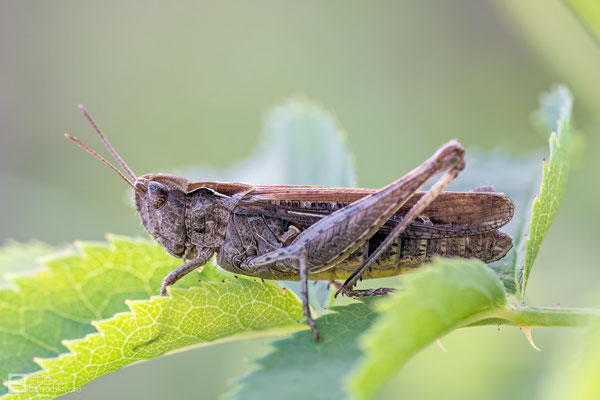 Brauner Grashüpfer (Chorthippus brunneus)