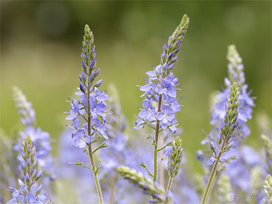 Großer Ehrenpreis (Veronica teucrium) Bild 002 Foto: Regine Schadach - Canon EOS 5D Mark III Sigma 150mm f/2.8 Macro