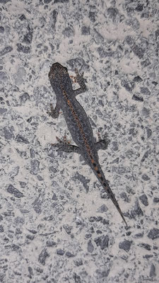 Ein Bergmolch Männchen. Foto: Birgit Krüger