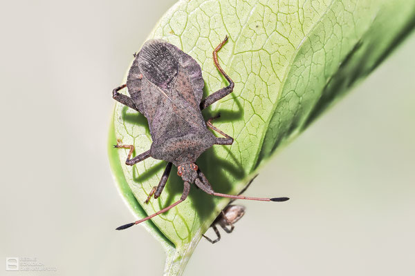 Lederwanze (Coreus marginatus), auch Große Randwanze oder Saumwanze genannt