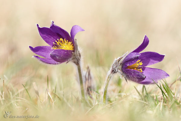 Gewöhnliche Kuhschelle (Pulsatilla vulgaris) Bild 026 Foto: Regine Schadach - Olympus OM-D E-M5 Mark II - M.ZUIKO DIGITAL ED 40‑150mm 1:2.8 PRO 