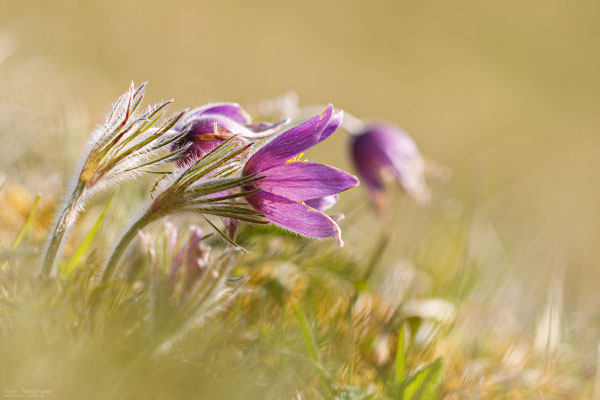 Gewöhnliche Kuhschelle (Pulsatilla vulgaris) Bild 111 Foto: Engler Naturfotografie
