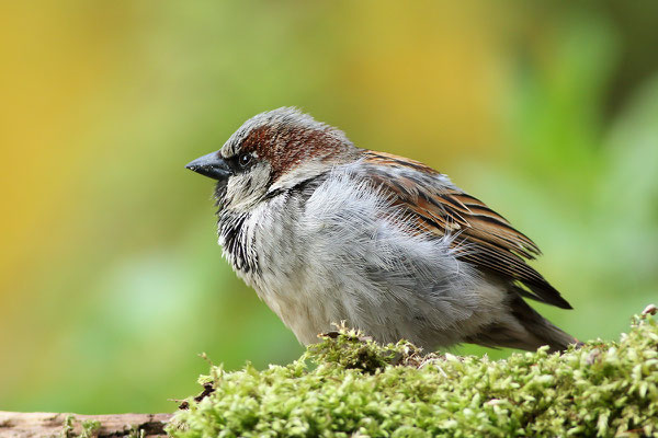 Haussperling (Passer domesticus) - Männchen Bild 005 Foto: Regine Schadach