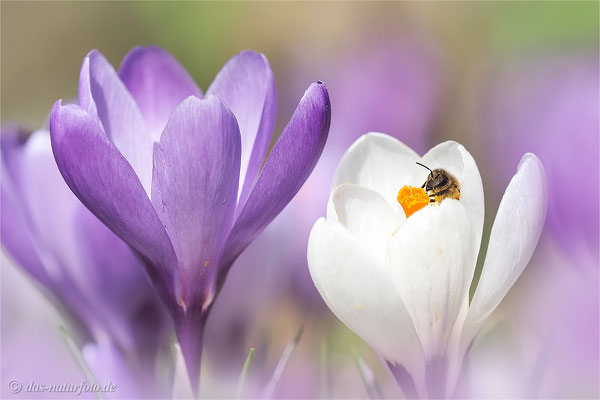 Krokus (unbestimmt) (Crocus indet.) Bild 008 Foto: Regine Schadach - Olympus OM-D E-M5 Mark II - M.ZUIKO DIGITAL ED 40‑150mm 1:2.8 PRO 