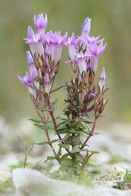 Deutscher Enzian (Gentianella germanica) Bild 001 Foto: Regine Schadach