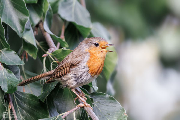 Jugendliches Rotkehlchen (Erithacus rubecula) Bild 015 - Foto: Regine Schadach - Canon EOS R5 - Canon RF 100-500mm F4.5-7.1 L IS  