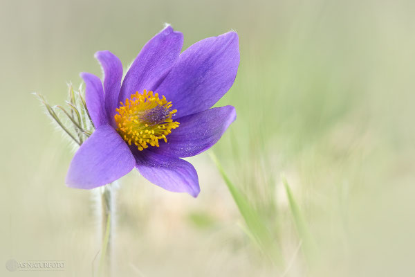 Gewöhnliche Kuhschelle (Pulsatilla vulgaris) Bild 031 Foto: Regine Schadach - Olympus OM-D E-M1 Mark II - M.ZUIKO DIGITAL ED 40‑150mm 1:2.8 PRO 