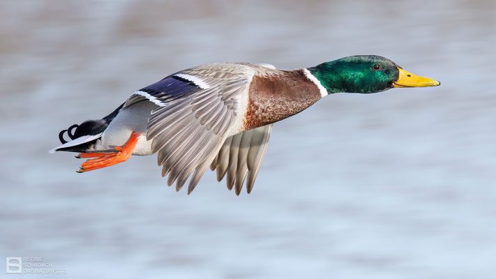 Stockente (Anas platyrhynchos) - Männchen