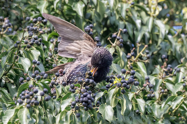 Star  (Sturnus vulgaris) Bild 005
