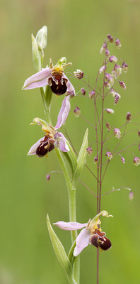 Bienen-Ragwurz (Ophrys apifera) - Bild 001 - Foto: Regine Schadach