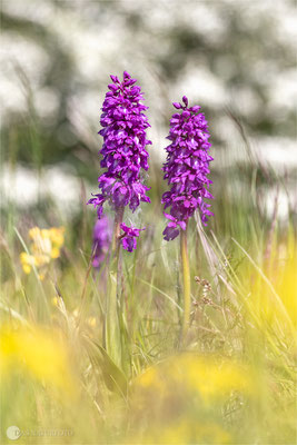 Manns-Knabenkraut (Orchis mascula)  - Bild 018 -Foto: Regine Schadach - Olympus OM-D E-M5 Mark II - M.ZUIKO DIGITAL ED 12‑100 1:4.0 IS PRO 