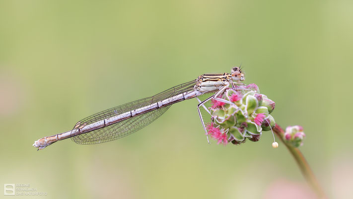 Blaue Federlibelle (Platycnemis pennipes) - Weibchen
