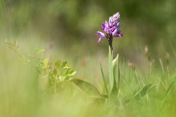 Helm-Knabenkraut (Orchis militaris) - Bild 004 - Foto: Regine Schadach