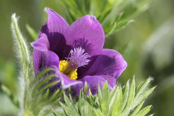 Gewöhnliche Kuhschelle (Pulsatilla vulgaris) Bild 016 Foto: Regine Schadach