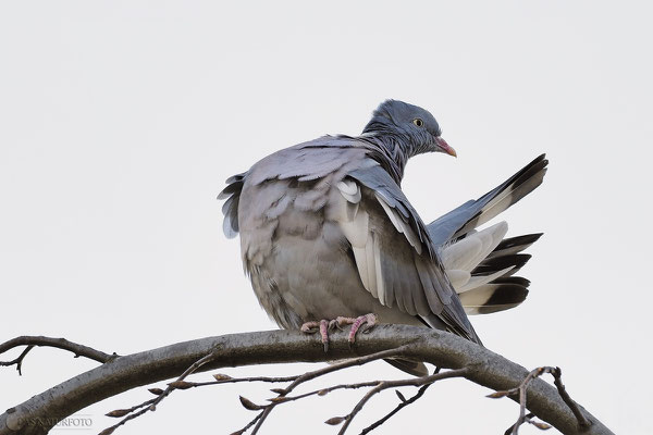 Ringeltaube (Columba palumbus) Bild 004 - Foto: Regine Schadach - Olympus OM-D E-M1 Mark II - M.ZUIKO DIGITAL ED 300mm F4.0 IS PRO