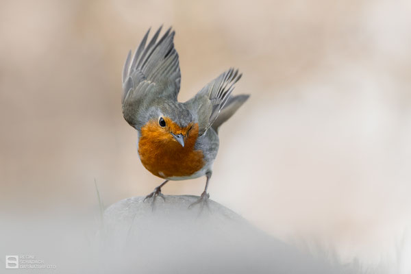 Rotkehlchen (Erithacus rubecula) 