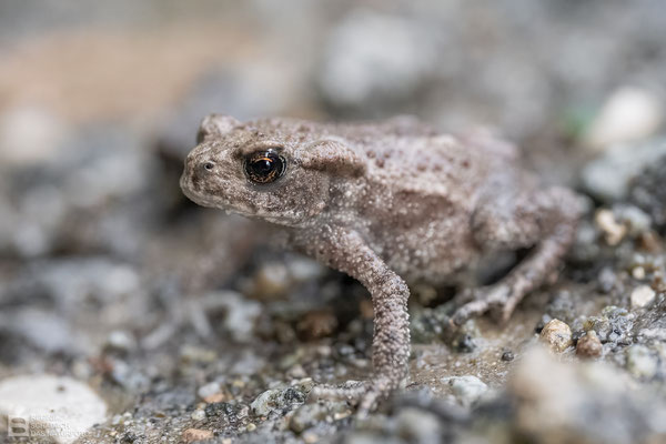 Baby-Erdkröte (Bufo bufo) ca. 1,5 cm groß - Bild 016