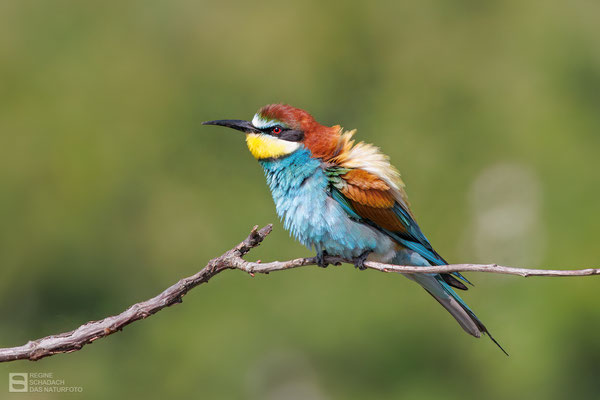 Bienenfresser (Merops apiaster) Bild 001 - Foto: Regine Schadach -  Canon EOS R5 - Canon RF 100-500mm F4.5-7.1 L IS 