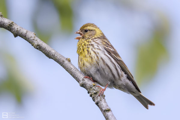 Girlitz warnend